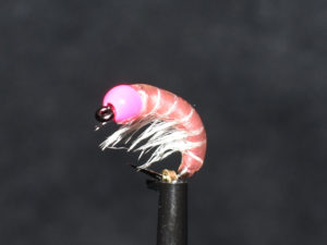 N0033 Shrimp