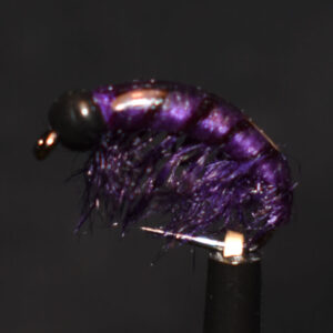 N0034 Shrimp