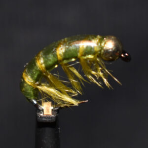 N0035 Shrimp
