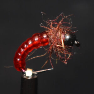 N0036 Shrimp