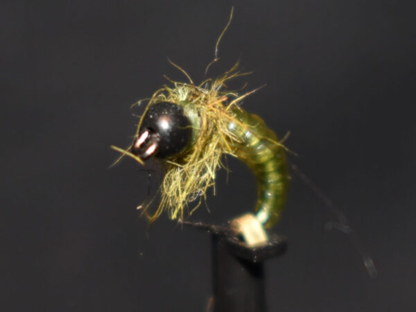 N0038 Shrimp