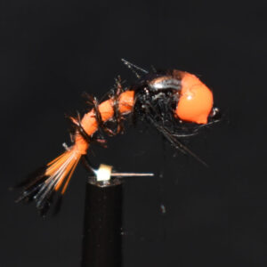 N0040 Shrimp