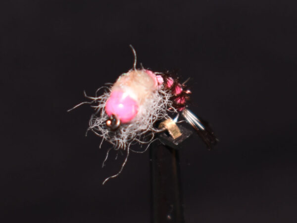 N0042 Shrimp
